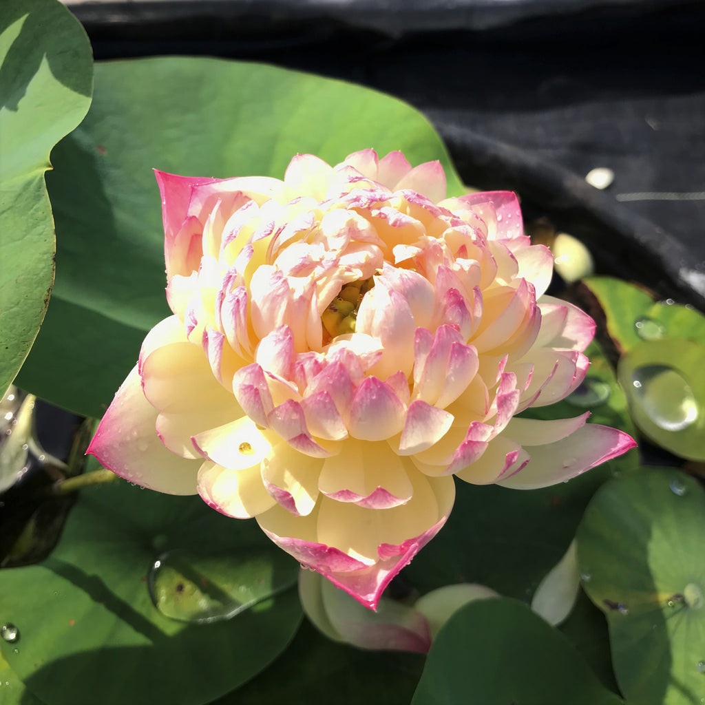 Charming Lips Lotus   <br>  Heavenly Blooms!  <br>  LOTUS Flowers available in Season Only!