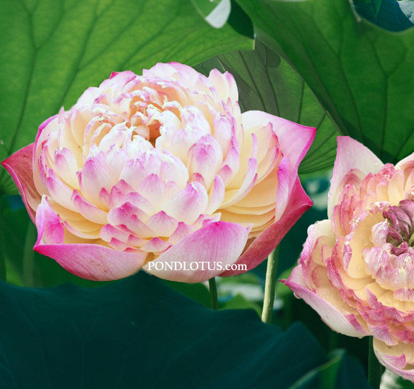 Charming Lips Lotus  <br>  Heavenly Blooms! <br> Reserve Lotus Varieties ASAP for 2020! - PondLotus.com