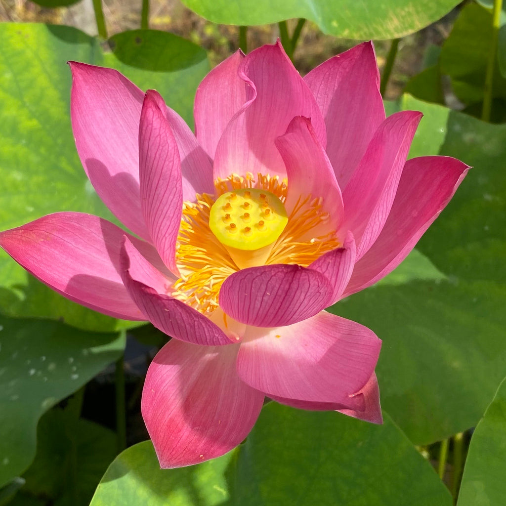 Child Rhyme Lotus <br> LOTUS Flowers available in Season Only!