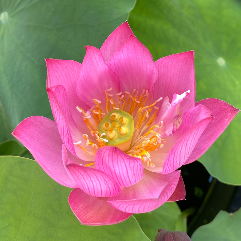 Child Rhyme Lotus <br> LOTUS Flowers available in Season Only!
