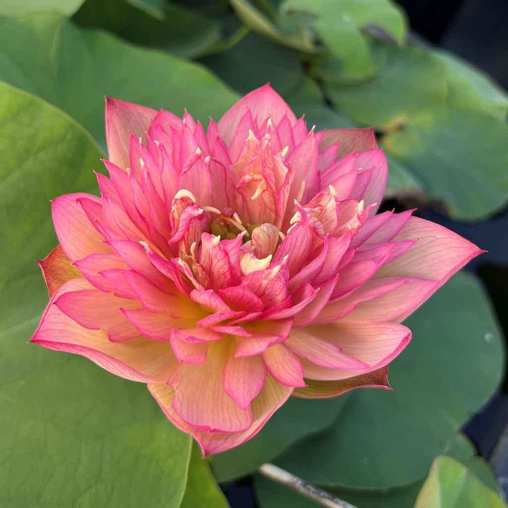 Chinese Lark Lotus<BR> LOTUS Flowers available in Season Only!