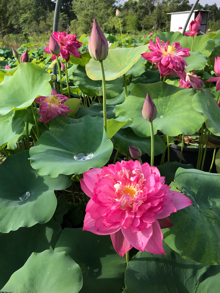 Chinese Red Shaoshan Lotus <br> Reserve Lotus Varieties ASAP for 2020! - PondLotus.com