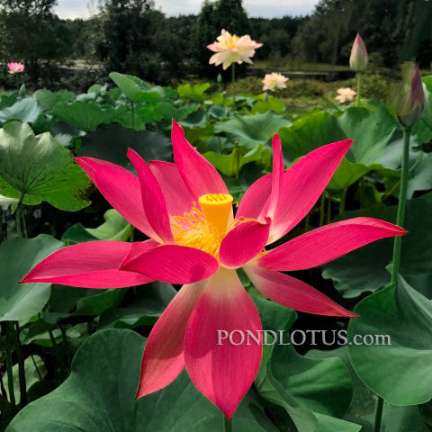 Chinese Red Yan'an Lotus, Brilliant Red* <br> Reserve Lotus Varieties ASAP for 2020! - PondLotus.com