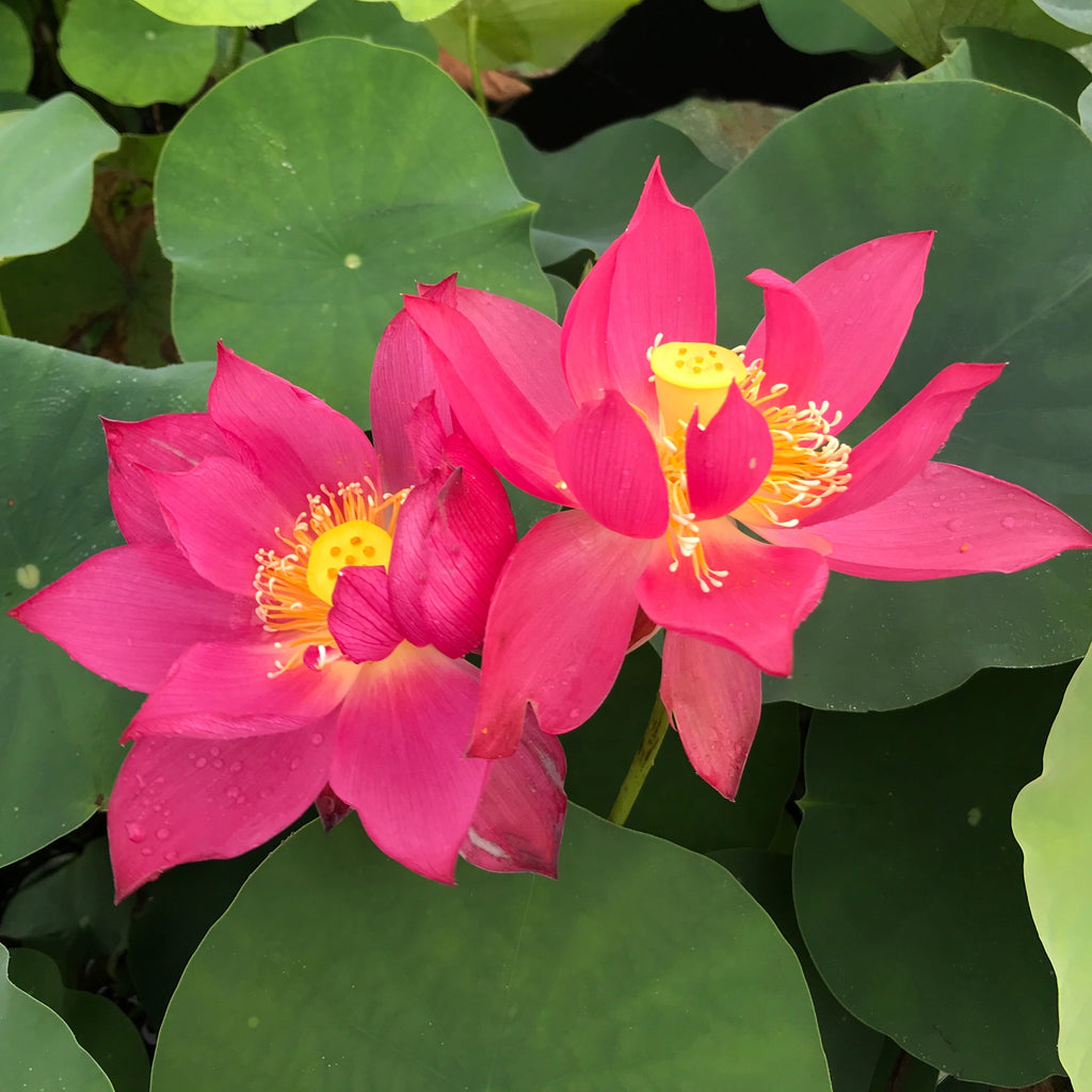 Chu Chu Lotus - Deep Red <br> Many brilliant red flowers!