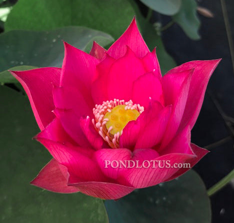 Chu Chu Lotus - Deep Red <br> Many flowers! <br> Reserve Lotus Varieties ASAP for 2020! - PondLotus.com