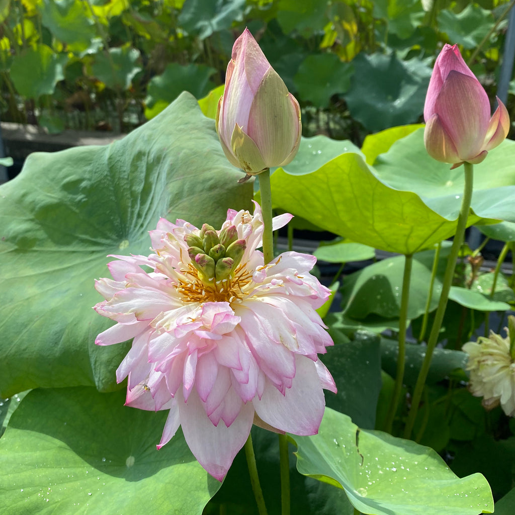 Spring Cherry Bowl Lotus