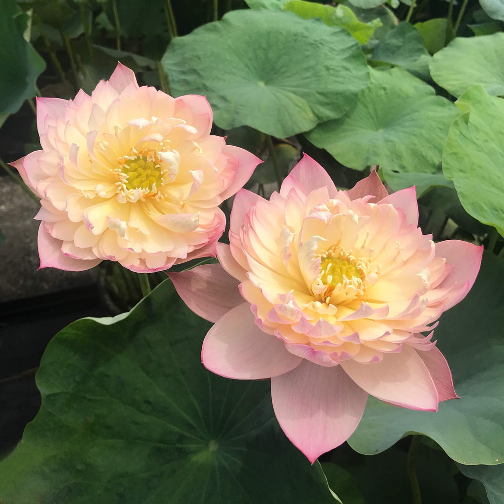 Color Of Brocade Lotus (Jin Se)  <br>  Huge Lotus Flowers! <br> Reserve Lotus Varieties ASAP for 2020! - PondLotus.com