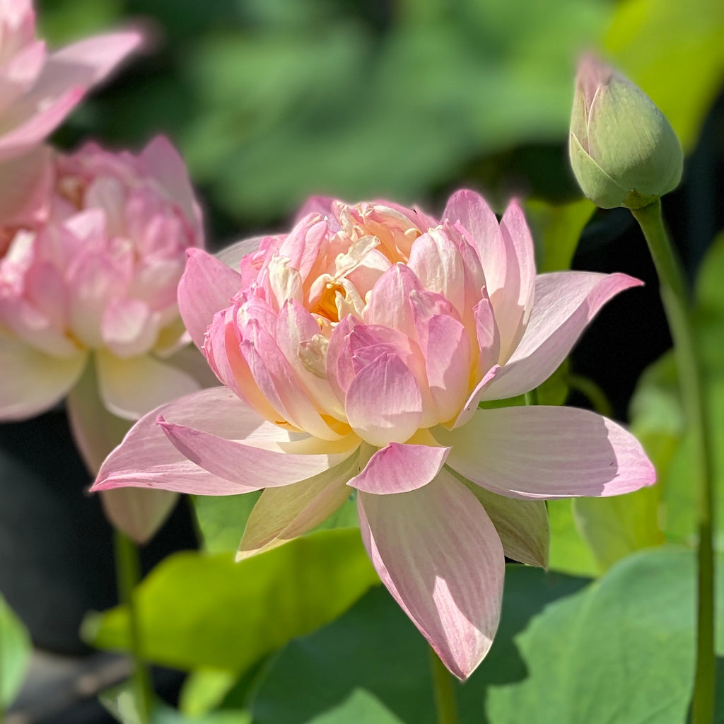 Colorful Glow Lotus <br>  Heavy Bloomer-Early Bloomer!