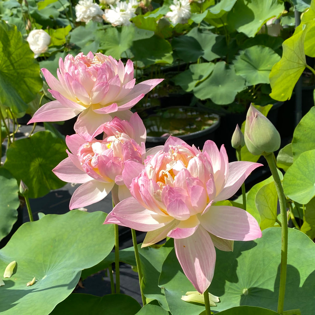 Colorful Glow Lotus <br>  Heavy Bloomer-Early Bloomer!
