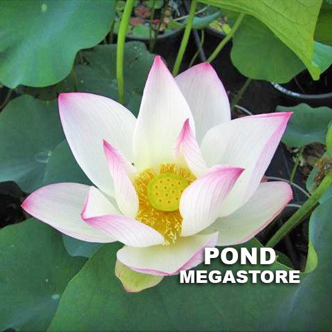 Cranberry Kiss Lotus  <br>  Customer Favorite! <br> Reserve Lotus Varieties ASAP for 2020! - PondLotus.com