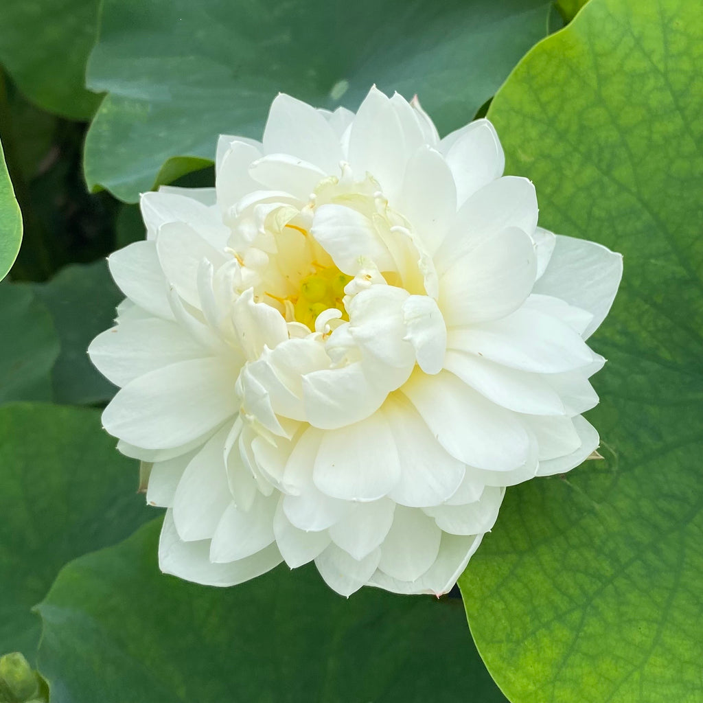 Da Jin Bain (Large Brocade Edge Lotus)  <br> Very Heavy Bloomer!