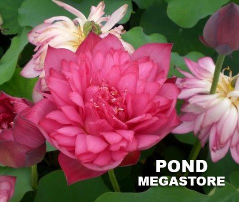 DaBear Lotus <br>  Always a winner!  <br> Reserve Lotus Varieties ASAP for 2020! - PondLotus.com