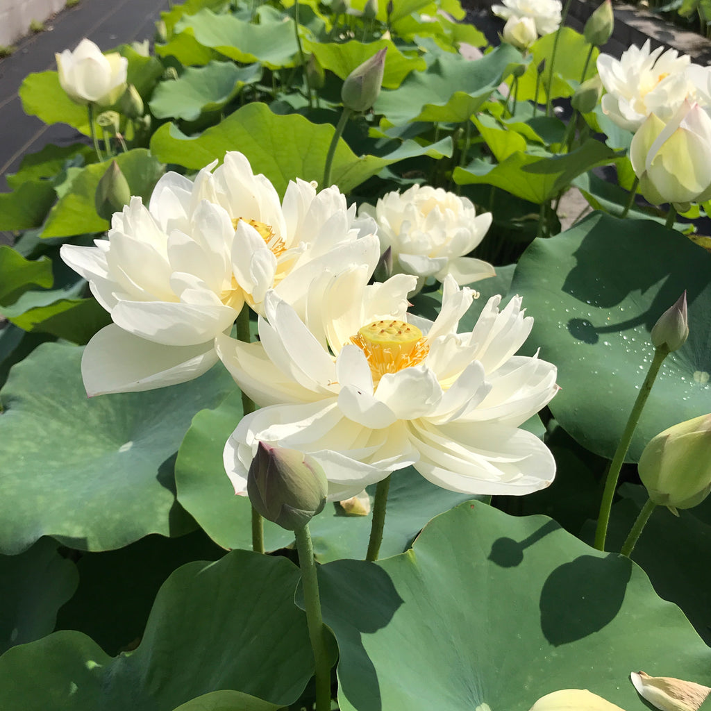 Da Jin Bain (Large Brocade Edge Lotus)  <br> Reserve Lotus Varieties ASAP for 2020! - PondLotus.com