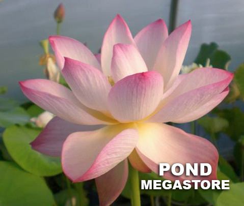 Dancing Phoenix Lotus  <br>  Heavy Bloomer <br> Reserve Lotus Varieties ASAP for 2020! - PondLotus.com