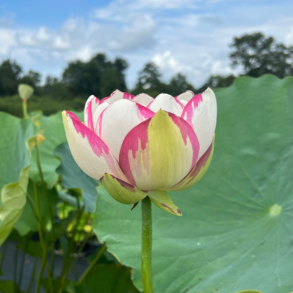 Dasajin Lotus / Large Versicolor Lotus Giant Lotus Flowers! Unique Col ...