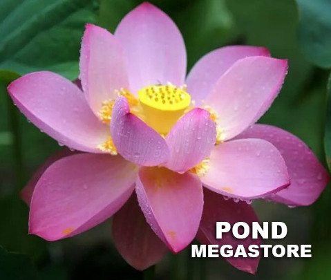 Deacon DeGarmeaux Lotus <br> Reserve Lotus Varieties ASAP for 2020! - PondLotus.com