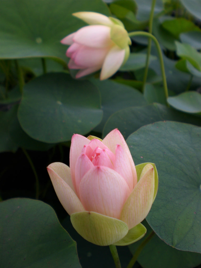 Decorated Lantern Lotus<br> Old Favorite!