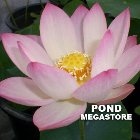 Decorated Lantern Lotus <br> Reserve Lotus Varieties ASAP for 2020! - PondLotus.com