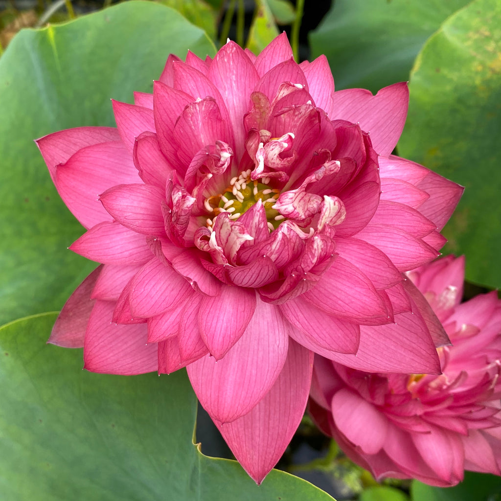 Deepest Loving Lotus<br>  Lovely Lotus Flowers!