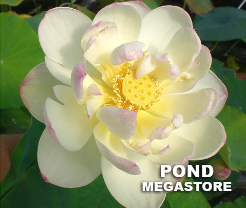 Dense Dew Lotus <br>    Heavenly Blooms! <br> Reserve Lotus Varieties ASAP for 2020! - PondLotus.com