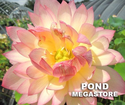 Double Petal Bayi Lotus  <br>  Sweet and Petite! <br> Reserve Lotus Varieties ASAP for 2020! - PondLotus.com