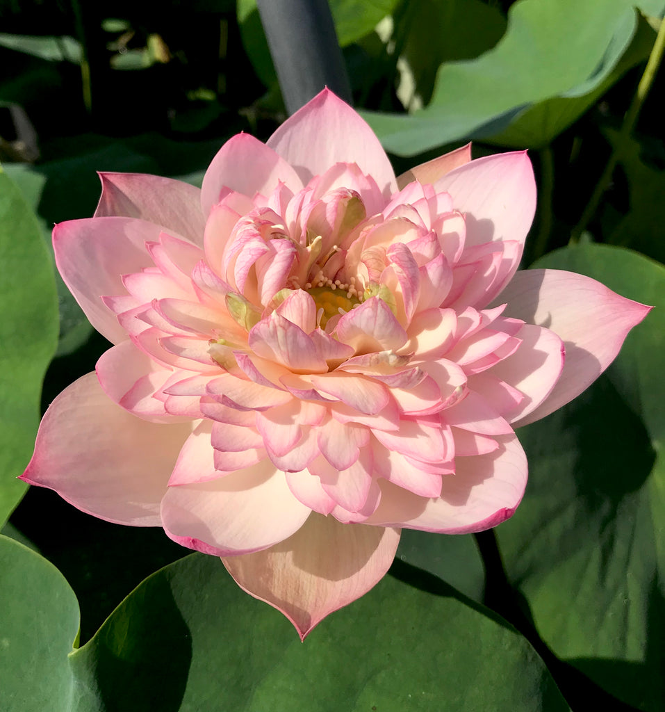 Dreamland Of Taoling Lotus  <br>  Pretty in Pink!  <br> Reserve Lotus Varieties ASAP for 2020! - PondLotus.com