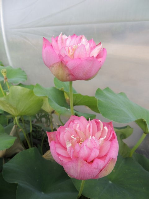 Dripping Dew Lotus <br>  Heavy Bloomer