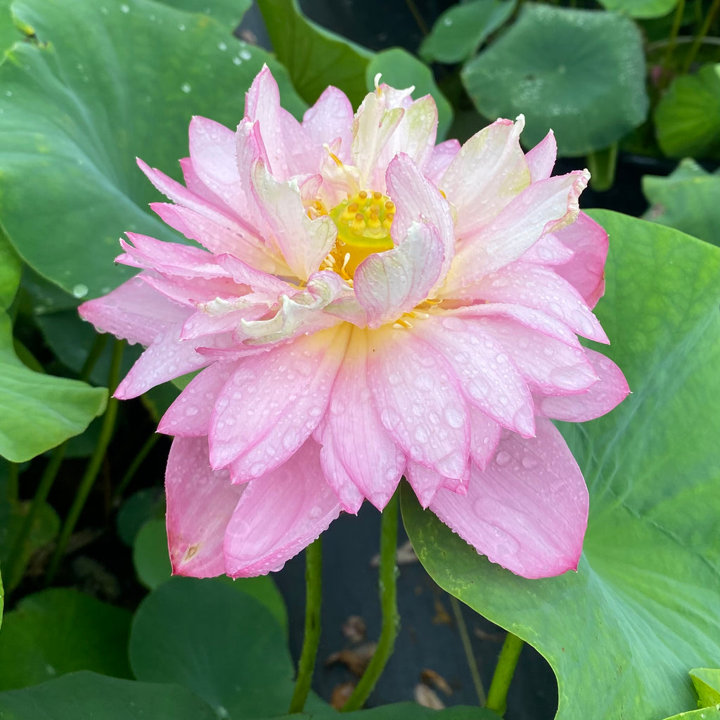 Dripping Dew Lotus <br>  Heavy Bloomer
