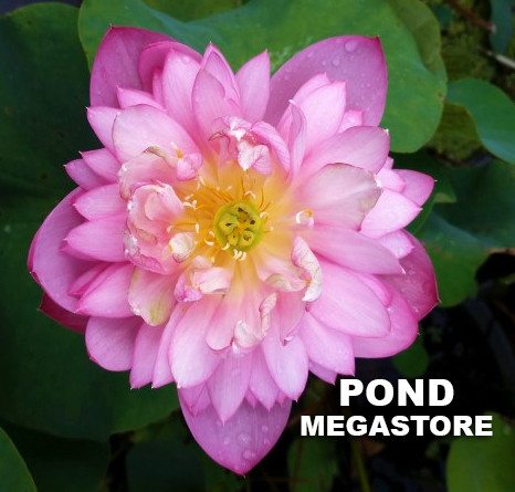 Dripping Dew Lotus <br>  Heavy Bloomer  <br> Reserve Lotus Varieties ASAP for 2020! - PondLotus.com