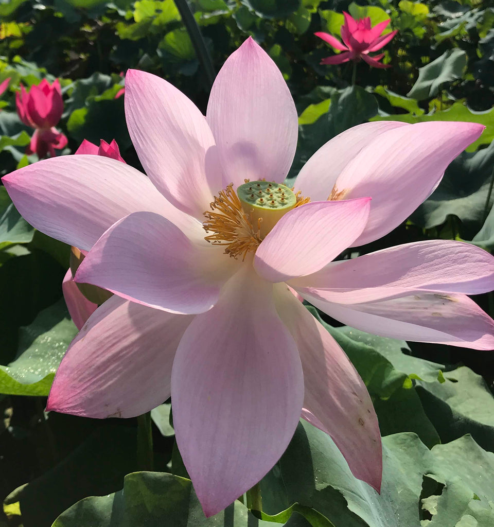 Dunhuang Red Lotus    <br>  Huge Blooms! <br> Reserve Lotus Varieties ASAP for 2020! - PondLotus.com