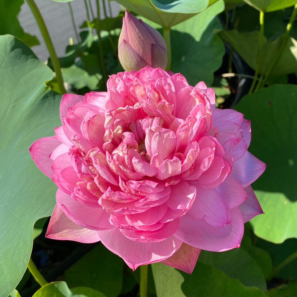 Pink Thousand Petal Lotus  <br>  Early Bloomer!