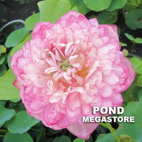 Duplicate Pink Lotus <br> Spectacular Blooms!  <br> Reserve Lotus Varieties ASAP for 2020! - PondLotus.com