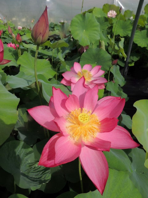 East Lake Pink Lotus   <br>  Customer Favorite!  <br> Reserve Lotus Varieties ASAP for 2020! - PondLotus.com