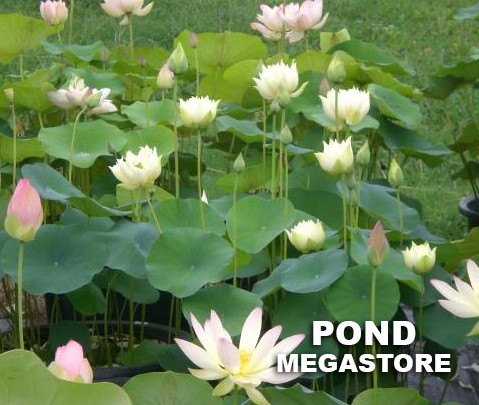 Elegance Lotus <br> Elegant Heavy Bloomer!  <br> Reserve Lotus Varieties ASAP for 2020! - PondLotus.com