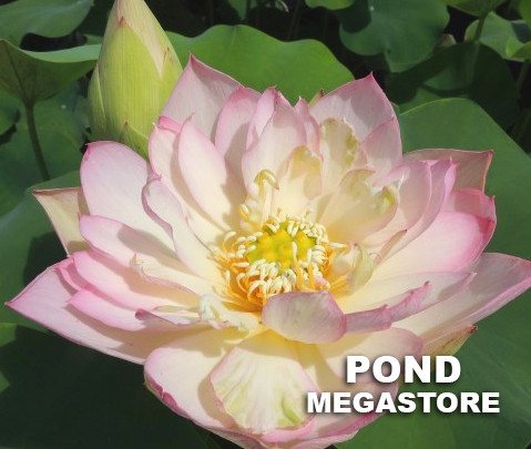 Elegance Lotus <br> Elegant Heavy Bloomer!  <br> Reserve Lotus Varieties ASAP for 2020! - PondLotus.com