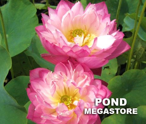Elite Red Lotus <br> Reserve Lotus Varieties ASAP for 2020! - PondLotus.com