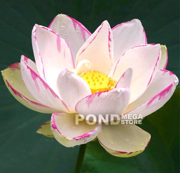 Empress Lotus <br> Reserve Lotus Varieties ASAP for 2020! - PondLotus.com