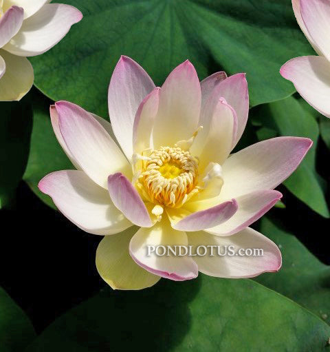 Evening Showers Lotus  <br>  Heavy Bloomer!  <br> Reserve Lotus Varieties ASAP for 2020! - PondLotus.com