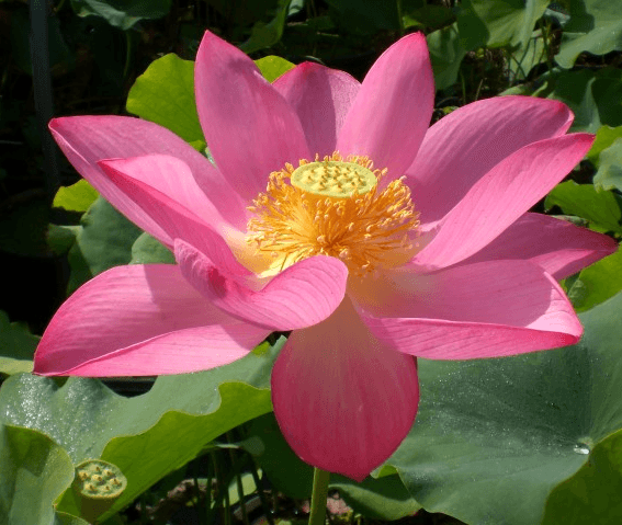 Flame Clouds Lotus  <br>  Beautiful Blooms! <br> Reserve Lotus Varieties ASAP for 2020! - PondLotus.com