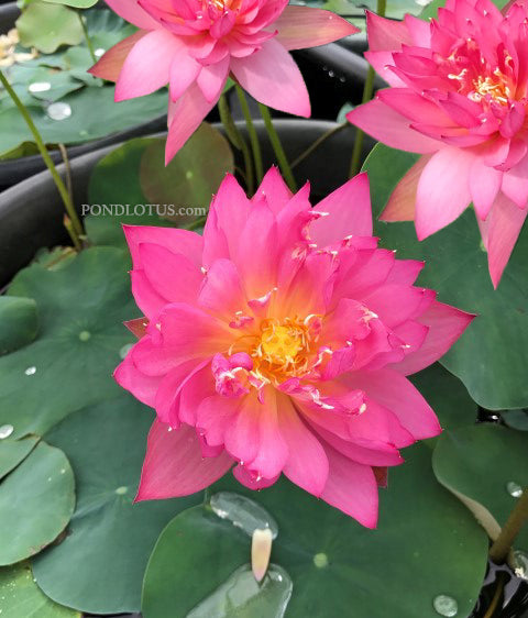 Flame 14 Lotus (Huoyan 14)  <br>  Beautiful Color! <br> Reserve Lotus Varieties ASAP for 2020! - PondLotus.com