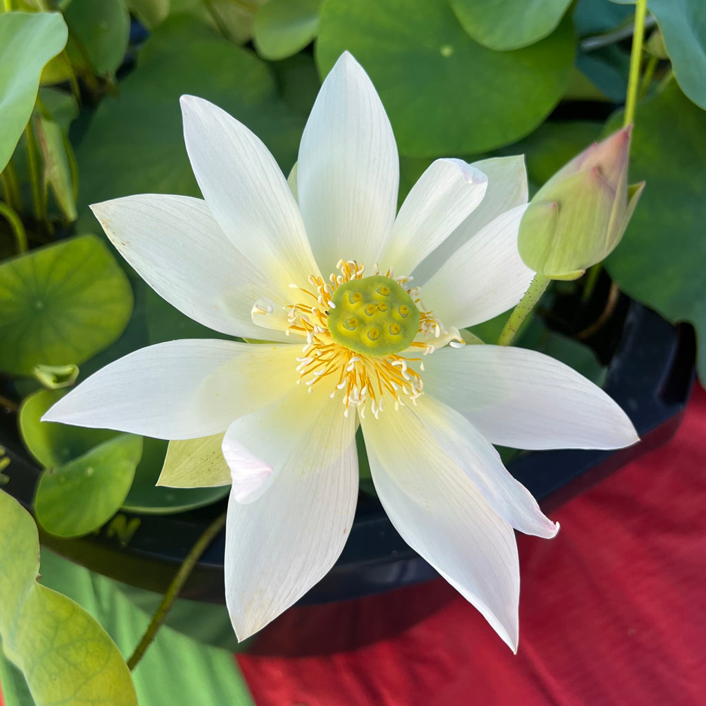 Flower Rain Micro Lotus
