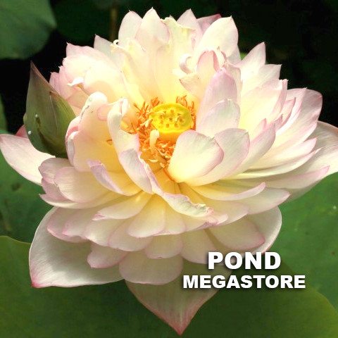 Flowing Cloud Lotus  <br>  Luminous Lotus Flowers!  <br> Reserve Lotus Varieties ASAP for 2020! - PondLotus.com