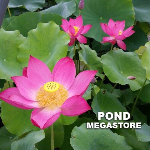 Friend Red Lotus <br>  Heavy Bloomer!  <br> Reserve Lotus Varieties ASAP for 2020! - PondLotus.com