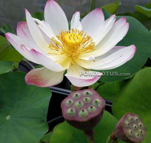 Pink and Gold  Lotus  <br> Reserve Lotus Varieties ASAP for 2020! - PondLotus.com