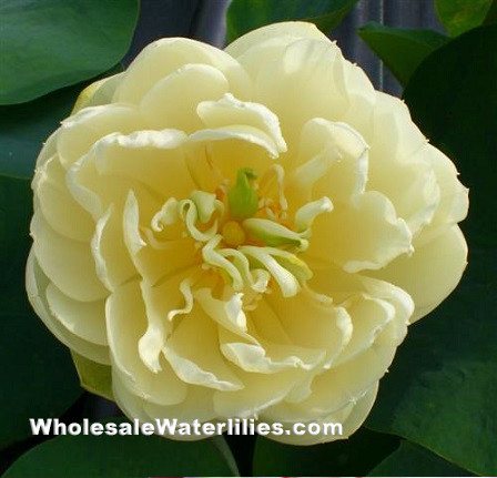 Gold and Resplendence Lotus  <br>  Ruffled Yellow Blooms!  <br> Reserve Lotus Varieties ASAP for 2020! - PondLotus.com