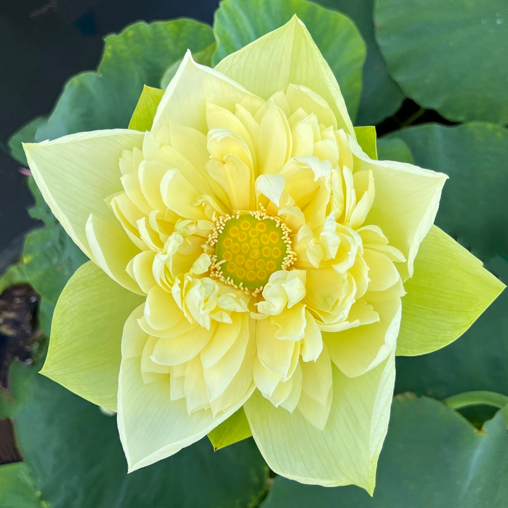 Golden Builder Yellow Lotus > Heavy Bloomer
