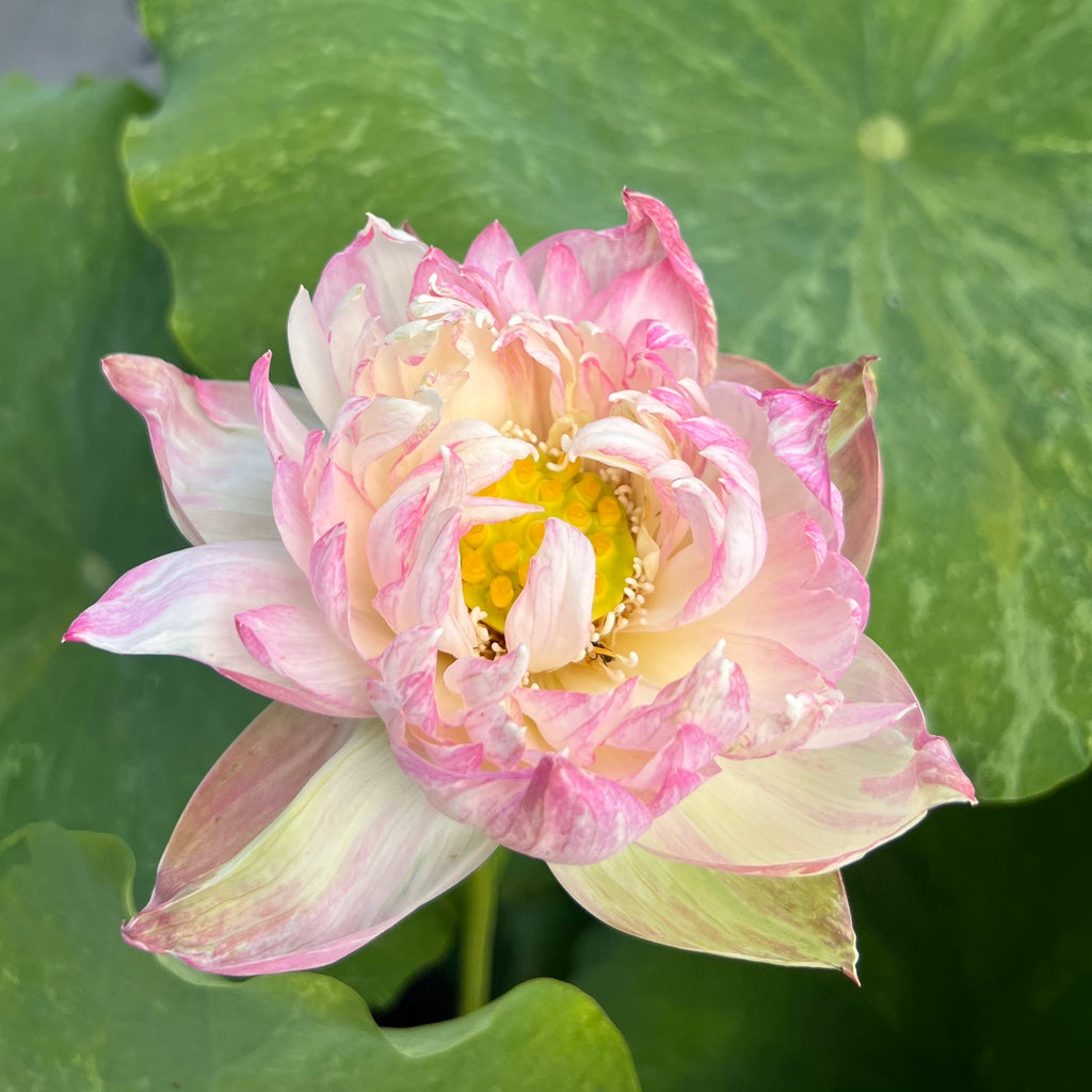 Golden Splash Hibiscus <br>Variegated Lotus