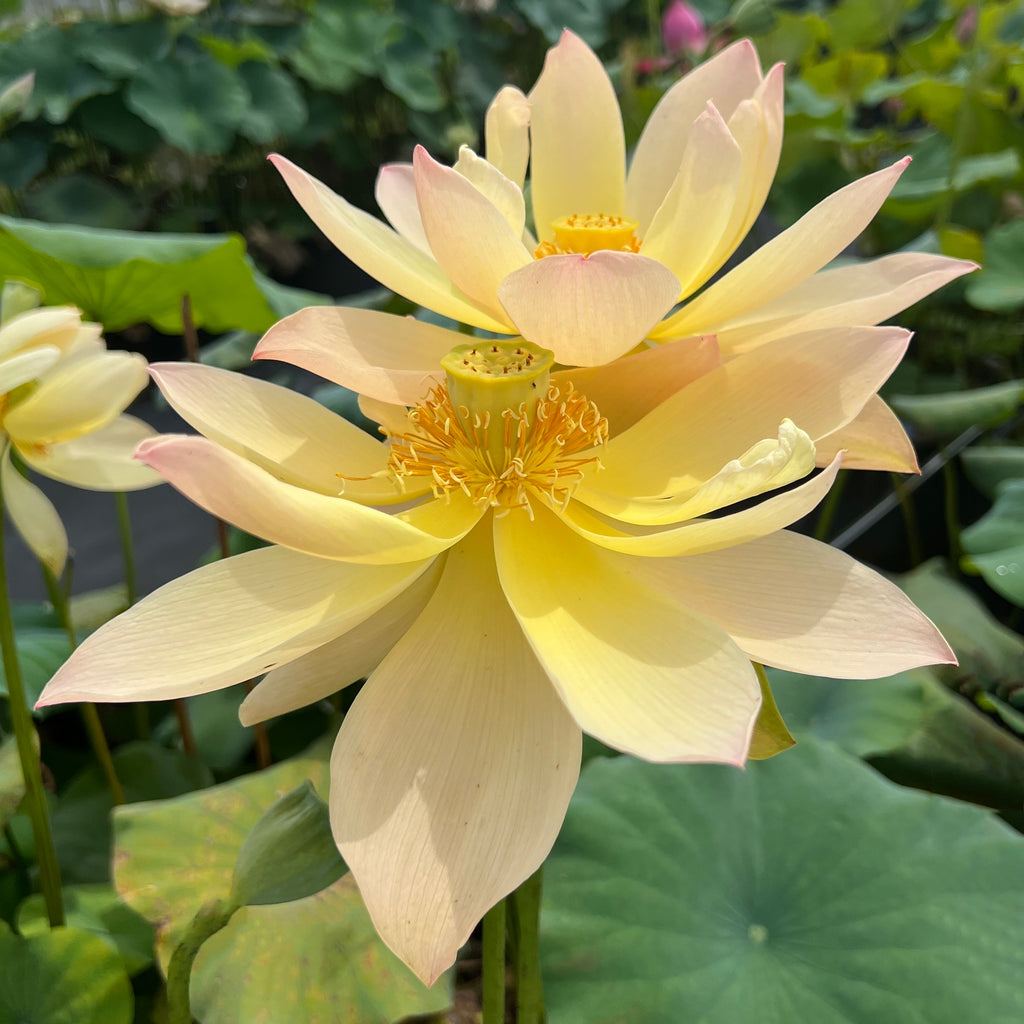 Golden Sunset Lotus > Glorious Changing Color