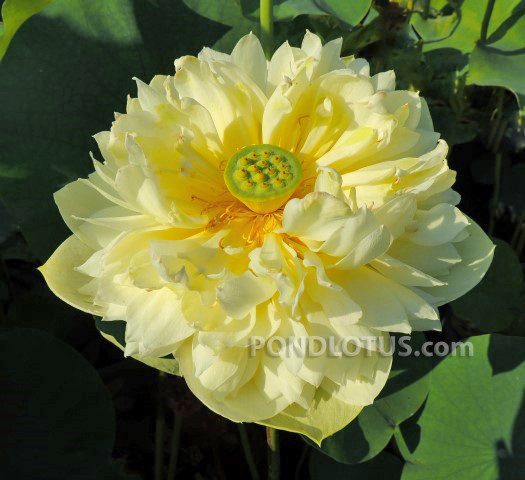 Golden Apple Yellow Lotus <br>  Heavy Bloomer! <br> Reserve Lotus Varieties ASAP for 2020! - PondLotus.com