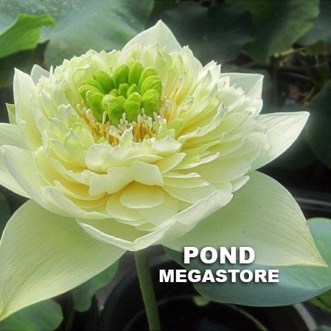 Golden Autumn Lotus <br>  Early Bloomer! <br> Reserve Lotus Varieties ASAP for 2020! - PondLotus.com